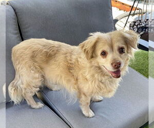 Cocker Spaniel-Spaniel Mix Dogs for adoption in Mission Viejo, CA, USA