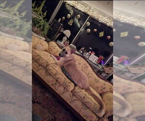 German Shepherd Dog-Great Pyrenees Mix Dogs for adoption in Winston Salem, NC, USA