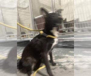 Chihuahua Dogs for adoption in Bakersfield, CA, USA