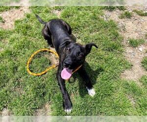 Plott Hound Dogs for adoption in Louisville, KY, USA