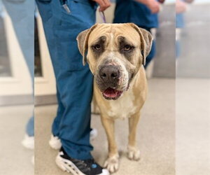 Mastiff-Unknown Mix Dogs for adoption in Riverside, CA, USA