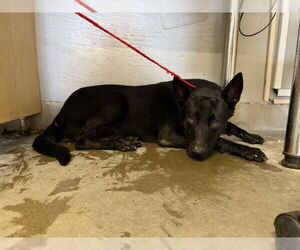 German Shepherd Dog Dogs for adoption in Camarillo, CA, USA