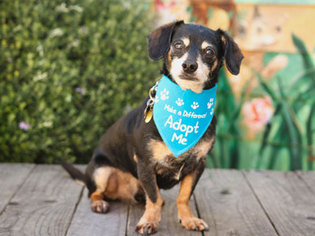 Chiweenie Dogs for adoption in Pacific Grove, CA, USA