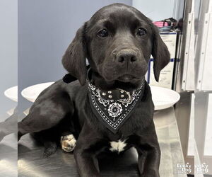 Labrador Retriever-Retriever  Mix Dogs for adoption in Washington, DC, USA