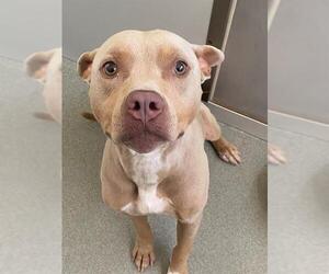 American Pit Bull Terrier Dogs for adoption in Fayetteville, NC, USA