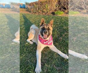 Akita-Unknown Mix Dogs for adoption in Elk Grove, CA, USA