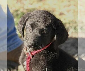 Labrador Retriever-Unknown Mix Dogs for adoption in Yardley, PA, USA