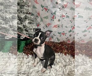 Boston Terrier Dogs for adoption in HOPKINSVILLE/PRINCETON, KY, NH, USA