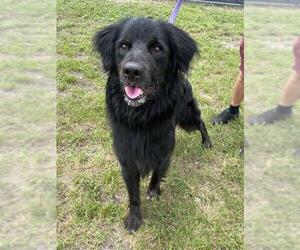 Labrador Retriever Dogs for adoption in Naples, FL, USA