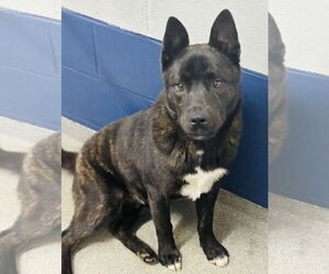 Mutt Dogs for adoption in Sterling, MA, USA