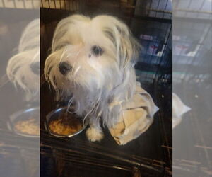 Shih Tzu-Unknown Mix Dogs for adoption in Rocky Mount, NC, USA