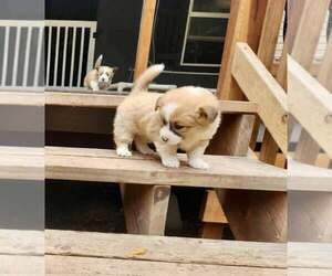 Australian Shepherd-Shih Tzu Mix Dogs for adoption in Paso Robles, CA, USA