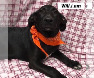 Corgi Basset Dogs for adoption in Pottstown, PA, USA