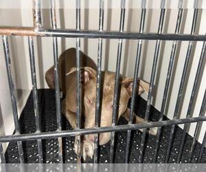 American Pit Bull Terrier Dogs for adoption in Pasadena, CA, USA