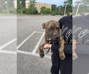 American Pit Bull Terrier-Unknown Mix Dogs for adoption in Augusta, GA, USA