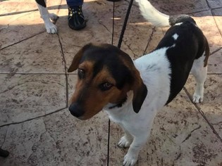 Medium Photo #1 Beagle-Unknown Mix Puppy For Sale in Salt Lake City, UT, USA