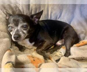 Chihuahua Dogs for adoption in Loganville, GA, USA