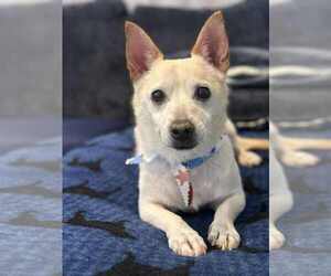 Chihuahua-Unknown Mix Dogs for adoption in Tempe , AZ, USA