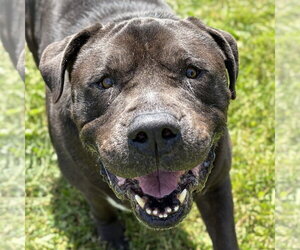 Mastiff-Unknown Mix Dogs for adoption in Jefferson, WI, USA