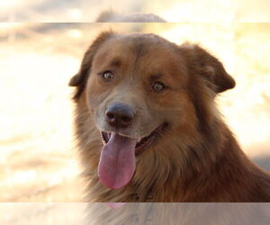 Golden Retriever-Unknown Mix Dogs for adoption in El Centro, CA, USA