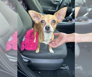 Chihuahua Dogs for adoption in San Antonio, TX, USA