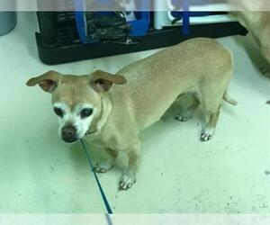 Chihuahua Dogs for adoption in Green Cove Springs, FL, USA