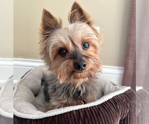 Mutt Dogs for adoption in St. Louis Park, MN, USA