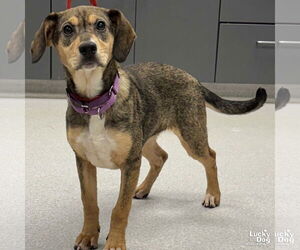 Beagle-Unknown Mix Dogs for adoption in Washington, DC, USA