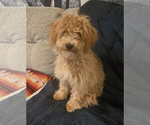 Poodle (Miniature) Dogs for adoption in Pottstown, PA, USA