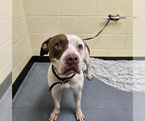 American Pit Bull Terrier Dogs for adoption in Denver, CO, USA
