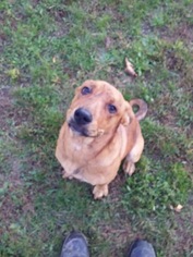 Mastador Dogs for adoption in Harrisville, WV, USA