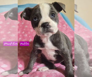 Boston Terrier-Unknown Mix Dogs for adoption in Alexander, AR, USA