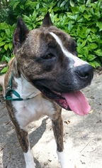 Bullboxer Pit Dogs for adoption in Mobile, AL, USA