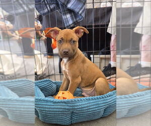 Mutt Dogs for adoption in Wyoming, MI, USA