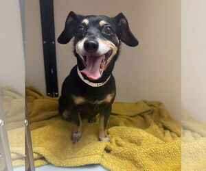 Dachshund-Unknown Mix Dogs for adoption in Weston, FL, USA