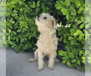 Poodle (Toy) Dogs for adoption in Albuquerque, NM, USA