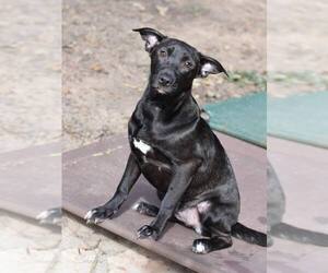 Labrador Retriever Dogs for adoption in Brewster, NY, USA