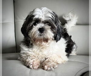 Shih Tzu-Unknown Mix Dogs for adoption in Farmington, MN, USA