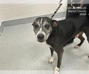 Labrador Retriever-Unknown Mix Dogs for adoption in Ocala, FL, USA