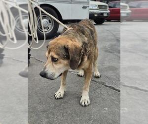 Mastiff-Unknown Mix Dogs for adoption in San Antonio, TX, USA