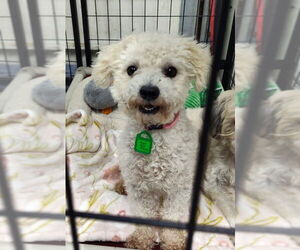 Poodle (Miniature)-Unknown Mix Dogs for adoption in Mukwonago, WI, USA