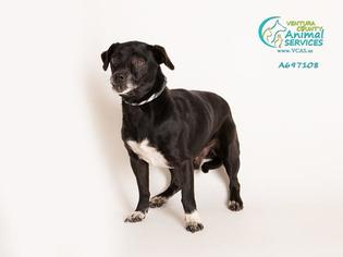 Puggle Dogs for adoption in Camarillo, CA, USA