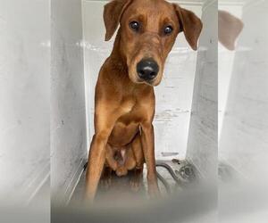 Doberman Pinscher Dogs for adoption in Bakersfield, CA, USA
