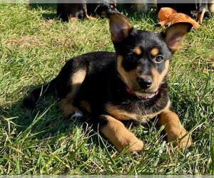 Rottweiler-Siberian Husky Mix Dogs for adoption in Mechanicsburg, PA, USA