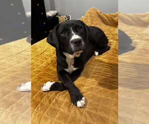 Collie-Unknown Mix Dogs for adoption in Boston, MA, USA