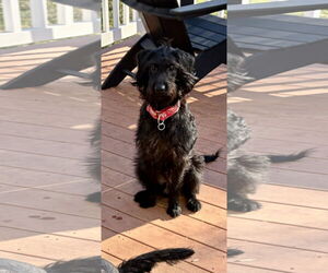 Medium Photo #2 Miniature Labradoodle Puppy For Sale in Hillsboro, MO, USA