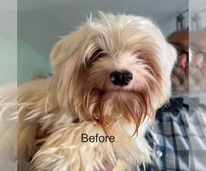 Maltese-Unknown Mix Dogs for adoption in Middlesex, NC, USA