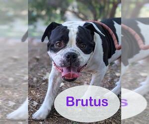 Bulldog Dogs for adoption in Sacramento, CA, USA