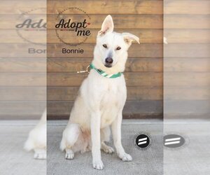 German Shepherd Dog-Huskies  Mix Dogs for adoption in Bakersfield, CA, USA