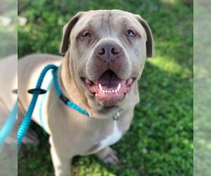 Chinese Shar-Pei Dogs for adoption in St Louis, MO, USA
